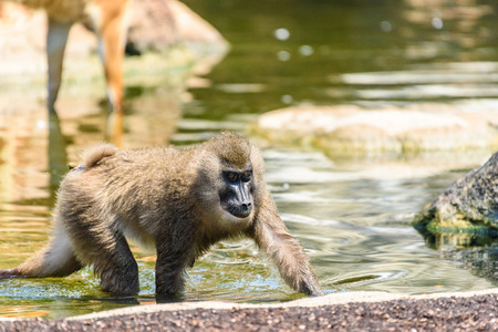 Baby Drill Monkey (Mandrillus Leucophaeus)の写真素材