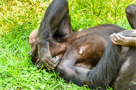 African Chimpanzee On Green Grassの写真素材