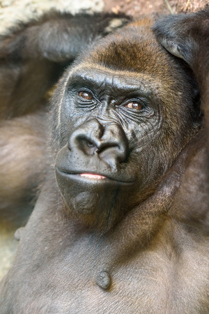 Black Gorilla Portrait