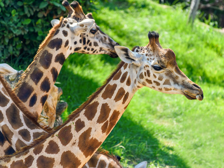 Northern Giraffe (Giraffa Camelopardalis) Portraitの写真素材