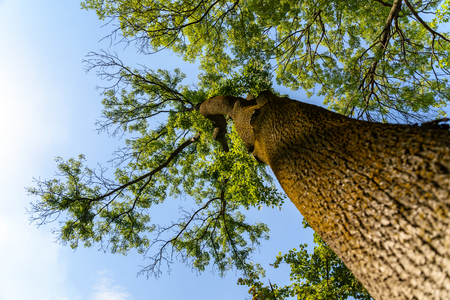 Green Forest Trees On Blue Sky Background