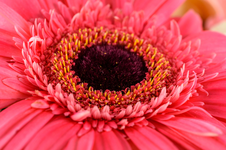 Pink Gerbera Flower Petals Abstract Macroの写真素材