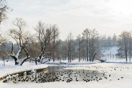 Ducks And Seagull Birds On Frozen Lake In Winterの写真素材