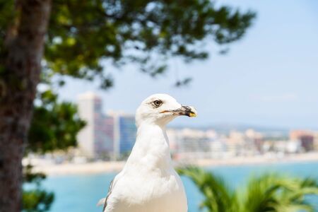 White Seagull Bird Portrait With Tropical City Skyline In Backgroundの写真素材