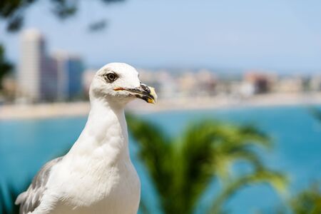 White Seagull Bird Portrait With Tropical City Skyline In Background