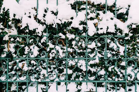 Green Vines Growing Through Steel Fence Covered In Winter Snowの写真素材