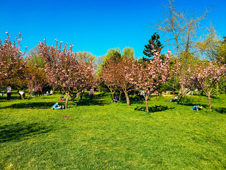 BUCHAREST, ROMANIA - APRIL 10, 2017: People Having Fun In The Japanese Garden Of Herastrau Public Park On Weekend Spring Day.のeditorial素材