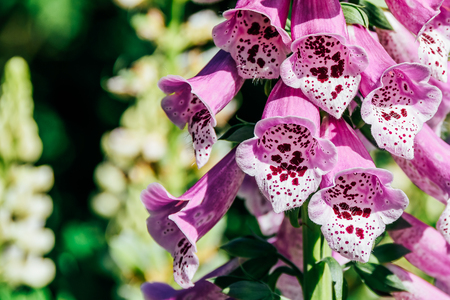 Pink Digitalis Foxgloves Plant Flowers In Gardenの写真素材
