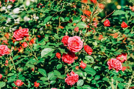 Beautiful Pink Rose Garden In Summer