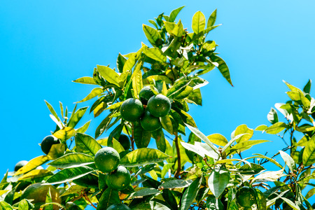 Green Oranges In Orange Tree