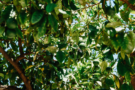 Green Oranges In Orange Tree