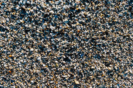 Sea Shells On Beach Sand