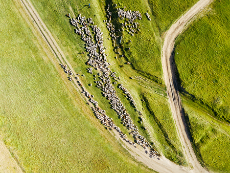 Aerial Drone View Of Sheep Herd Feeding On Grassの写真素材
