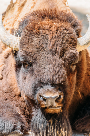 Wild Horned Bull Portrait Close Upの写真素材