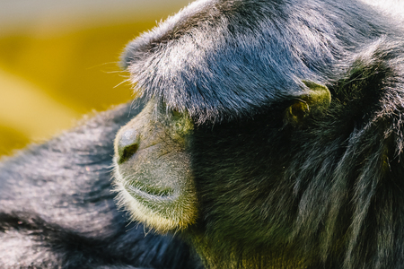 Siamang Black-Furred Gibbon Portraitの写真素材