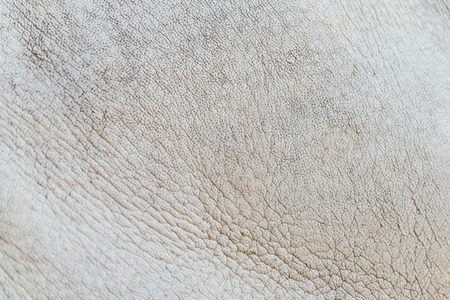 Rhinoceros Skin Textureの写真素材