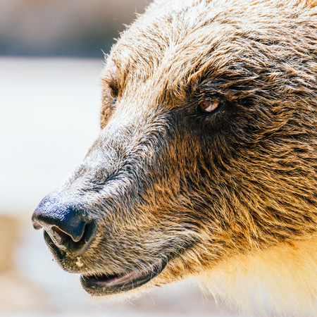 Brown Bear (Ursus Arctos) Portraitの写真素材