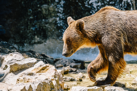 Brown Bear (Ursus Arctos) Portraitの写真素材