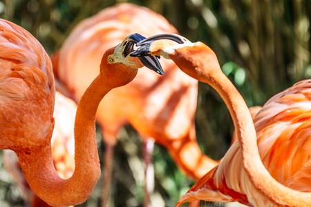 Pink Flamingo Bird Portrait In Wildernessの写真素材