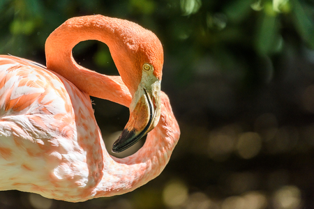 Pink Flamingo Bird Portrait In Wildernessの写真素材