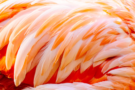 Pink Flamingo Feathers Closeup Detailsの写真素材