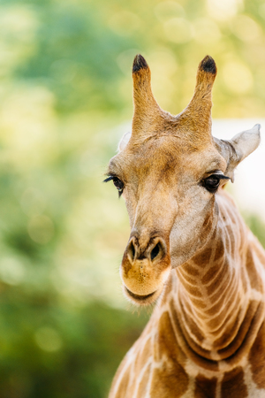 Wild African Giraffe Portraitの写真素材