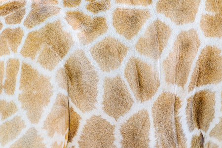 Giraffe Skin Background Textureの写真素材