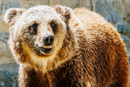 Brown Bear (Ursus Arctos) Portraitの写真素材