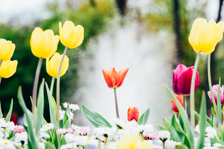 Colorful Tulip Flowers Close-Up In Netherlands Gardenの写真素材