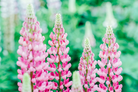 Pink Lupine Flowers Blooming In Springの写真素材