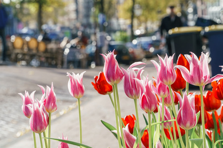 Colorful Tulip Flowers In Downtown Amsterdam City Of Netherlandsの写真素材