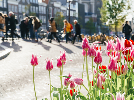 Colorful Tulip Flowers In Downtown Amsterdam City Of Netherlandsの写真素材