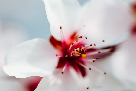 Pink Cherry Tree Flowers Blossom Close Up In Springの写真素材