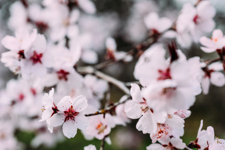 Pink Cherry Tree Flowers Blossom Close Up In Spring