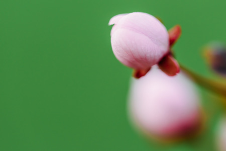 Pink Cherry Tree Flower Bud Close Up In Springの写真素材