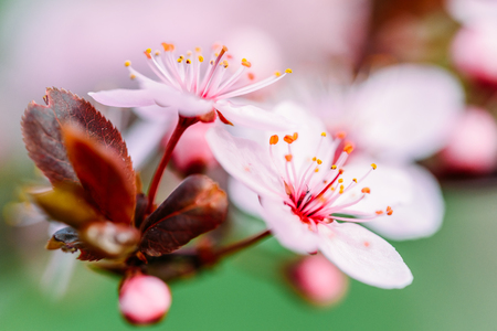 Pink Tree Flowers Blossom Close Up In Springの写真素材