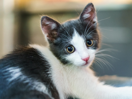 Cute Baby Cat Portrait At Homeの写真素材