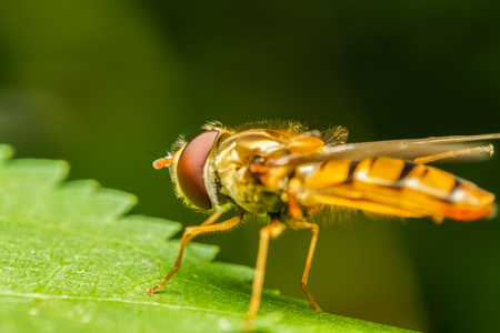 Mimetic Fly On A Leaf Macroの写真素材