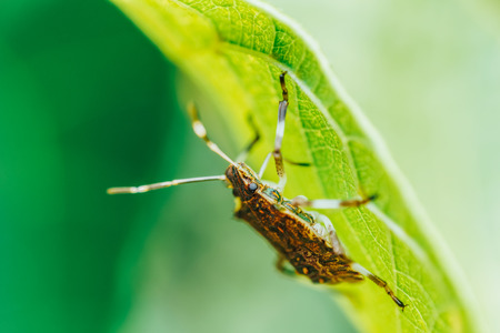 Shield Bug Macro In Garden