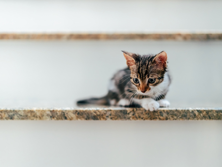 Cute Baby Cat Portrait On Home Stairsの写真素材