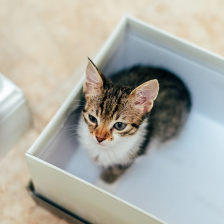 Cute Baby Cat In Small Box At Homeの写真素材