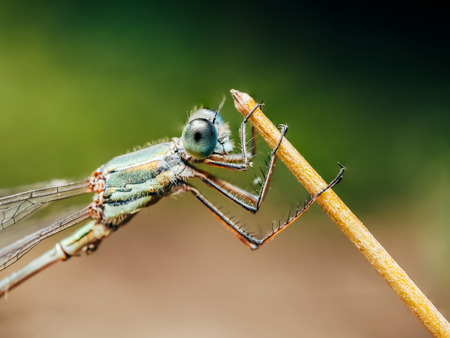 Dragonfly Macro Portrait In Nature