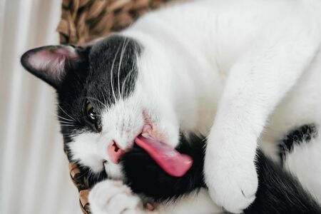 Cute Cat Portrait At Homeの写真素材