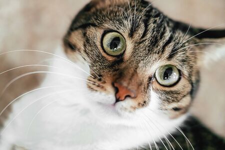 Cute Cat Portrait At Homeの写真素材