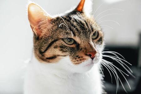 Cute Cat Portrait At Homeの写真素材