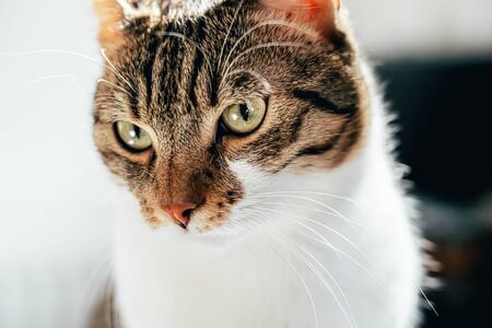 Cute Cat Portrait At Homeの写真素材