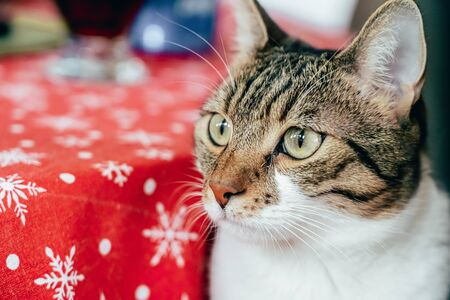 Portrait Of Cute Cat Sitting At Tableの写真素材