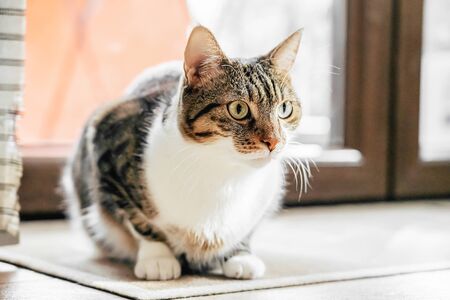 Cute Cat Portrait At Home