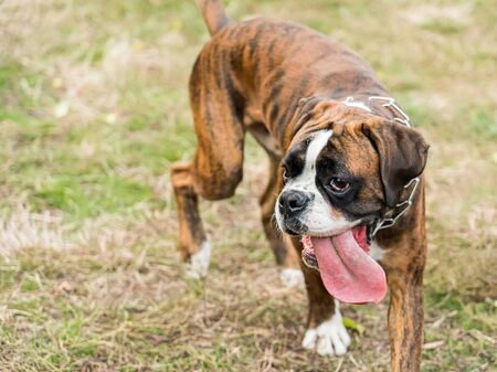 Boxer Dog Portrait Closeup In Parkの写真素材