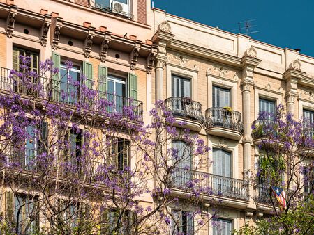 Purple Flowering Trees In The Center Of Barcelona City In Spainの写真素材